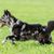 Mudi running over a meadow, medium dog breed from Hungary, Hungarian dog breed Merle colors, Merle optics in dogs