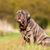 Dog,Mammal,Vertebrate,Dog breed,Canidae,Neapolitan mastiff,Carnivore,Korean mastiff,Sporting Group,Yawn,