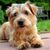 brown small dog with rough coat, Wiredhaired Dog, Norfolk Terrier, small brown dog with tilt ears on a meadow in the garden, dog