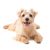 Norfolk Terrier, small brown dog breed, rough coat dog, dog with rough coat