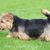 loh dog, Norfolk Terrier, small dog with short legs, stocky dog breed, small dog breed with rough coat, wirehaired dog
