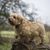 adult Norfolk Terrier to be clipped, dog that needs regular clipping, long-haired rough-coated dog Norfolk, Great British dog breed