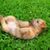 Norfolk terrier puppy lying on a lawn and rolling around, small rough haired dog, dog with rough coat, rough haired puppy