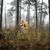 Norwegian Lundehund in the forest