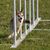 temperament norwegian lundehund, small dog at agility