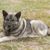 Norwegian Elkhound grey, grey dog, dog breed from Norway, spitz dog grey, Scandinavian dog breed, medium sized dog with very long coat, dense coat and curled tail, dog with standing ears, dog lying on a meadow, running dog and working dog, stubborn dog breed