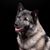 Norwegian Elkhound grey, grey dog, dog breed from Norway, spitz dog grey, Scandinavian dog breed, medium sized dog with very long coat, dense fur and curled tail, dog with prick ears, running dog and working dog, stubborn dog breed