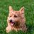 Portrait of a Norwich Terrier dog, brown dog with prick ears, small dog breed, senior dog breed, breed for families and seniors