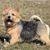small Norwich Terrier dog, companion dog, dog with standing ears and rough coat