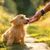 Norwich Terrier puppy being stroked on the face by a hand, dog sitting on the lawn in the garden, puppy, small brown dog with rough coat, rough coat dog breed, dog breed from UK