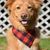 red dog with pink nose and tipped ears, dog breed suitable for hunting, light brown medium dog breed