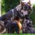 Old german shepherd dog with puppies in the field