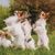 four Papillon dogs make man on a meadow and wait for the reward, white small dogs with standing ears and long fur, intelligent dog