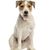 Dog,Mammal,Vertebrate,Dog breed,Canidae,Carnivore,Companion dog,Russell terrier,Parson russell terrier,Jack russell terrier,
