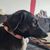 Hund,Fleischfresser,Halsband,Arbeitstier,Hunderasse,Ohr,Begleithund,Hundehalsband,Schnurrhaare,Tierbedarf,