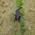 Hund,Fleischfresser,Hunderasse,Gras,Terrestrisches Tier,Bodendecker,Schwanz,Rasen,Arbeitstier,Grasland,