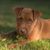 Patterdale Terrier puppy brown rough haired, wirehaired dog puppy