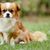 small brown white dog that looks like a Kooiker or Duck Tolling Retriever but in small, dog with short muzzle, torture breeding, Pekignese can also be called Pekinese and is very small