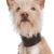 Podengo Portugues, rough haired dog from Portugal, red white dog, orange coloured dog, dog with prick ears, hunting dog, family dog