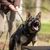 Mammal,Dog,Vertebrate,Dog breed,Canidae,Police dog,Carnivore,Kunming wolfdog,Shiloh shepherd dog,Norwegian elkhound,