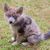 Carnivore,Felidae,Dog breed,Cat,Plant,Whiskers,Fawn,Terrestrial,Grass,Small to medium size cats,