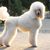 Dog, mammal, vertebrate, Canidae, dog breed, standard poodle, poodle, companion dog, king poodle, expensive dog breed, large dog with curly coat