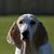 Porcelaine dog temperament, breed description Billy