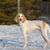 Porcelaine dog from France, red and white dog, slender breed, French dog, big hunting dog, dog with very long floppy ears, Chien de Franche-Comté, white dog breed big