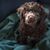 Portuguese water dog puppy in brown, curly dog, dog with curls, dog similar to poodle, Barack Obama dog breed, allergy dog