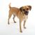 Dog,Mammal,Vertebrate,Dog breed,Canidae,Carnivore,Companion dog,Puggle,Sporting Group,Rare breed (dog),