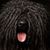 Hair,Dog,Canidae,Dog breed,Bergamasco shepherd,Carnivore,Sporting Group,Briard,Cão da serra de aires,Black russian terrier,