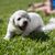 Dog,Mammal,Vertebrate,Dog breed,Canidae,Carnivore,Grass,Puppy,Maltese,Bichon frisé,