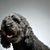 Pumi breed description