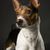 American Rat Terrier, Terrier from America, brown white dog breed, small dog with standing ears, portrait of a small dog, companion dog, family dog