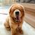 Dog,Mammal,Vertebrate,Dog breed,Canidae,Golden retriever,Carnivore,Nose,Companion dog,Sporting Group,