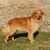 Dog,Mammal,Vertebrate,Dog breed,Canidae,Golden retriever,Carnivore,Sporting Group,Companion dog,Hovawart,