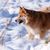 Dog,Mammal,Vertebrate,Canidae,Dog breed,Carnivore,Icelandic sheepdog,Winter,Snout,Greenland dog,