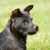 Roughhaired Patterdale Terrier black