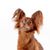 Russkiy Toy red brown, small dog breed from Russia, Russian dog breed, Terrier, Russian Toy Terrier, hanging ears with long fur, dog similar to Chihuahua