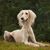 Dog,Mammal,Vertebrate,Canidae,Dog breed,Saluki,Carnivore,Silken windhound,Companion dog,Sighthound,