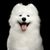 Dog,Mammal,Vertebrate,Canidae,Samoyed,Dog breed,White,Carnivore,Japanese spitz,Volpino italiano,