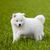 Dog,Mammal,Vertebrate,Dog breed,Canidae,Samoyed,Puppy,Japanese spitz,Carnivore,Volpino italiano,