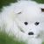 Dog,Mammal,Vertebrate,Dog breed,Canidae,Samoyed,Japanese spitz,Volpino italiano,American eskimo dog,Carnivore,