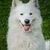 Dog,Mammal,Vertebrate,Dog breed,Canidae,Samoyed,Carnivore,Berger blanc suisse,Japanese spitz,German spitz mittel,