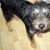 Dog,dog breed,carnivore,companion dog,wood,toy dog,muzzle,flooring,hardwood,sporting group,