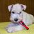 Dog,Mammal,Vertebrate,Dog breed,Canidae,Carnivore,Companion dog,Wire hair fox terrier,Terrier,Miniature schnauzer,