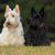 Scottish Terrier black, small dog with black coat, dog with long coat, black dog breed, prick ears, dog with moustache, city dog, dog breed for beginners, white Scottish Terrier sitting next to a black one