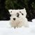 Sealyham Terrier breed description, puppy, city dog, small beginner dog white with wavy coat, triangle ears, dog with lots of hair on muzzle, family dog, dog breed from Wales, dog breed from England, British dog breed