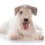 Dog,Mammal,Vertebrate,Dog breed,Canidae,Carnivore,Terrier,Sealyham terrier,Miniature schnauzer,Companion dog,