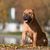 Dog,Mammal,Vertebrate,Dog breed,Canidae,Carnivore,Boerboel,Bullmastiff,Perro de presa mallorquin,Snout,